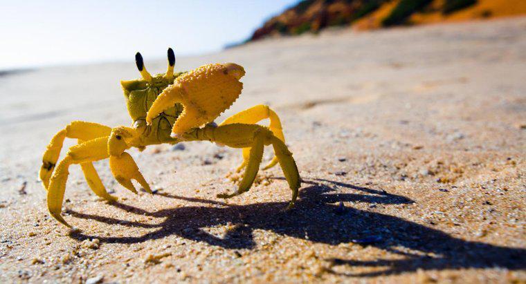 Wie ist eine Krabbe an das Leben an der Küste angepasst?