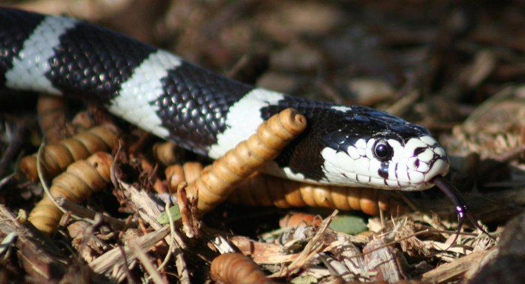 Welche Art von Schlange ist schwarz und weiß?