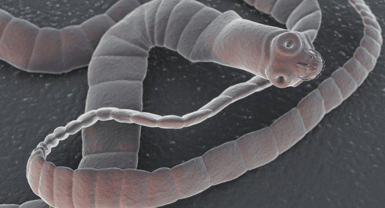 Wie bewegen sich Bandwürmer?