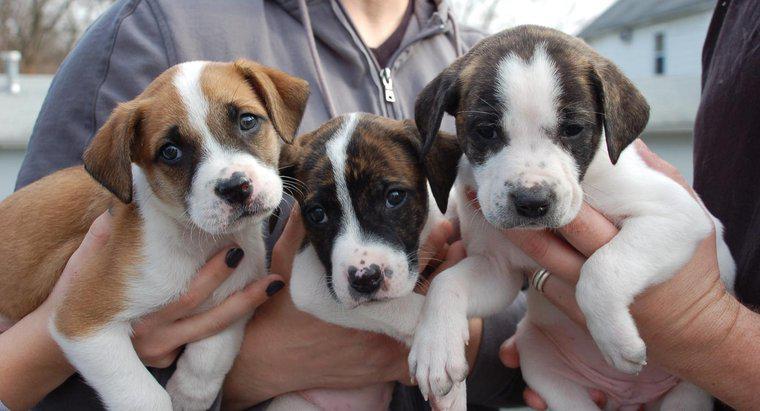 Wie können Sie Hunde durch das Pit Bulls and Parolees-Programm adoptieren?
