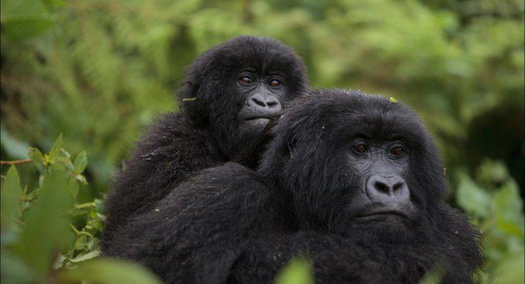 Wie nennt man eine Gruppe von Gorillas?