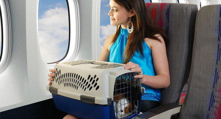 Wie viel verlangen Fluggesellschaften für das Fliegen eines Haustieres?