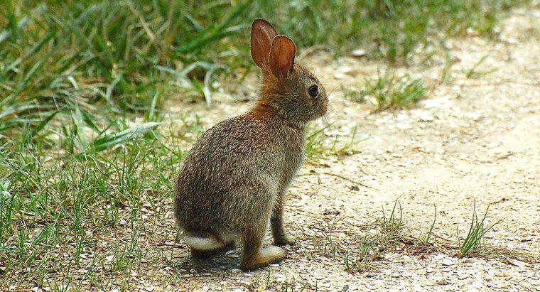 Wie heißt ein weibliches Kaninchen?