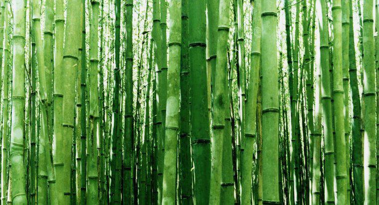 Wie schneidet man Bambus am besten?
