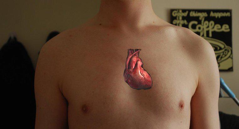 Warum wird das Herz als Doppelpumpe betrachtet?