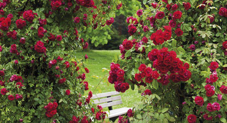 Wie stellt man ein natürliches Fungizid für Rosenbüsche her?