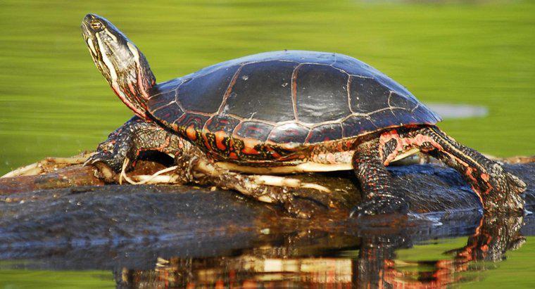 Was fressen Sonnenschildkröten?