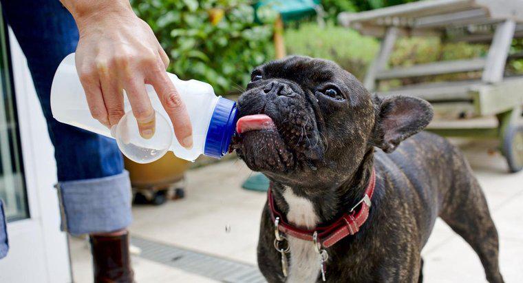 Wie lange kann ein Hund ohne Wasser leben?