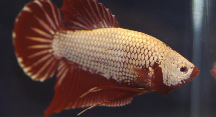 Wie können Sie herausfinden, ob ein Betta-Fisch schwanger ist?