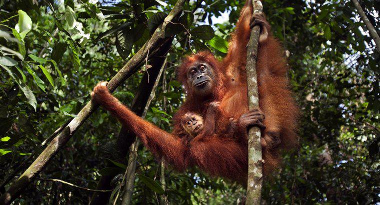 Was wird getan, um den Orang-Utan zu retten?