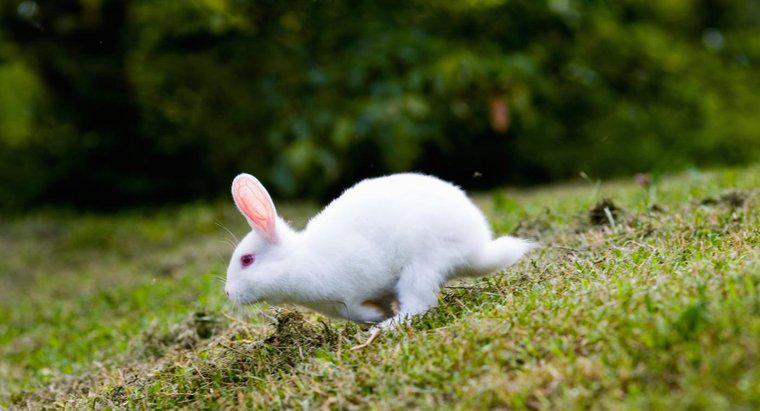 Welche Gartenpflanzen sind giftig für Kaninchen?