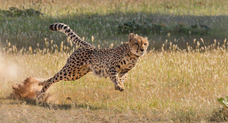 Ist ein Strauß schneller als ein Gepard?