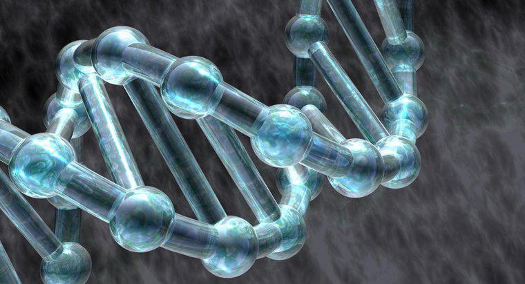 Welche Rolle spielen Proteine ​​bei der DNA-Replikation?