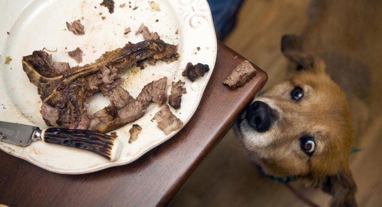 Kann ich meinem Hund einen Steakknochen geben?