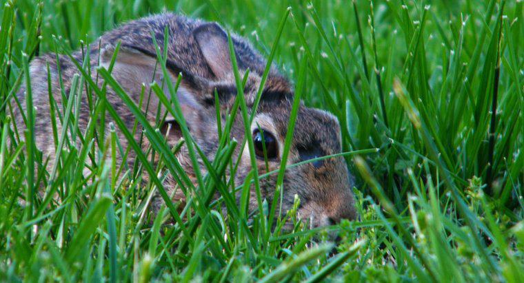 Warum graben Kaninchen Löcher in Rasen und Gärten?