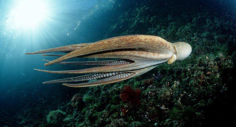 Was sind die wichtigsten Ähnlichkeiten und Unterschiede zwischen einem Tintenfisch und einem Oktopus?