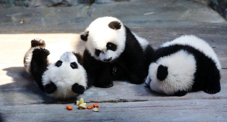 Was sind einige Fakten über Pandas, die die meisten Menschen nicht kennen?