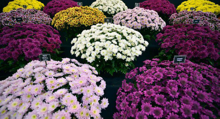 Welche Arten von Chrysanthemen-Sorten gibt es?