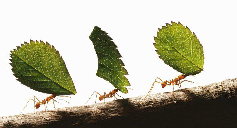 Wie stark sind Ameisen?