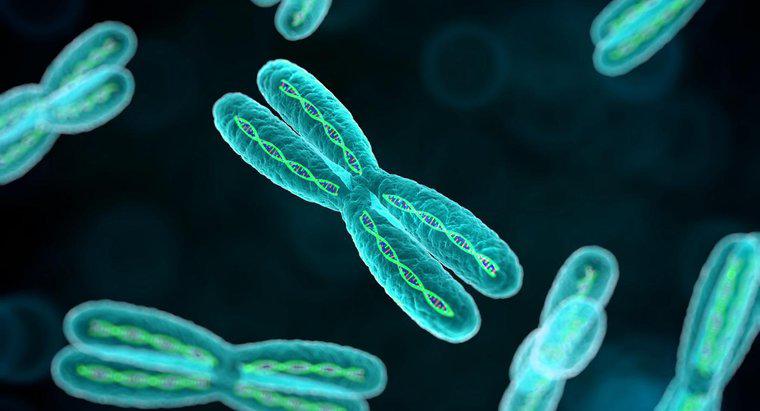 Was ist der Zweck von Chromosomen?