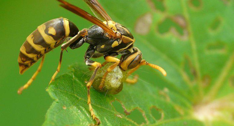 Welche Tiere fressen Wespen?