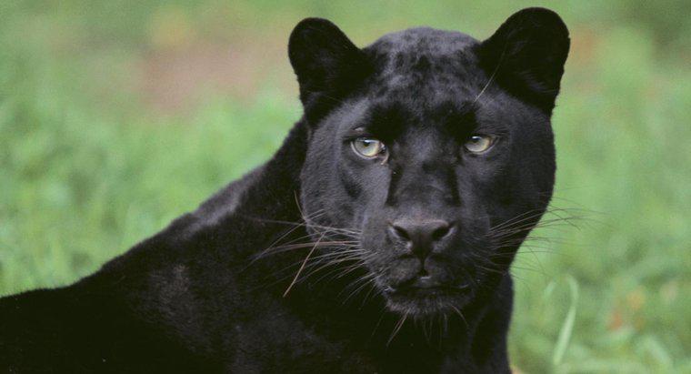 Was ist der wissenschaftliche Name für einen Black Panther?