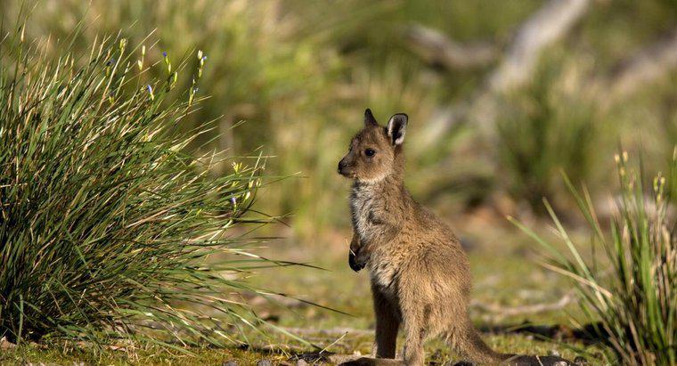 Wie heißt ein Baby-Känguru?