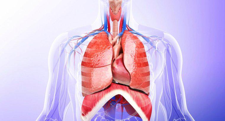 Welche lebenswichtigen Organe befinden sich in der Brusthöhle?