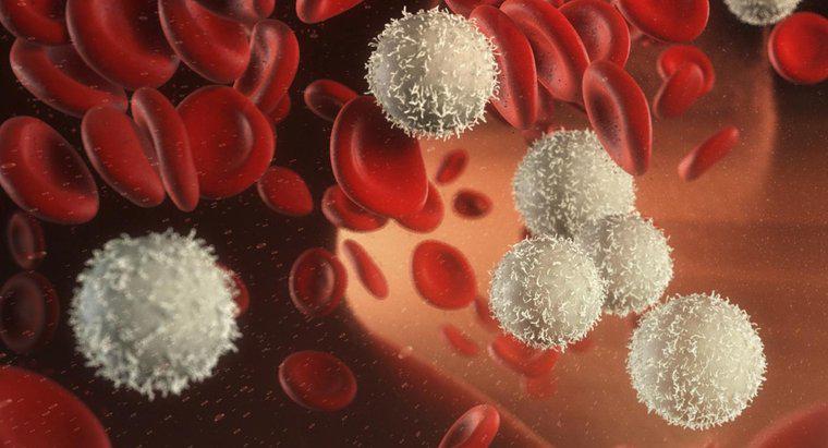Welche Funktionen haben weiße Blutkörperchen?