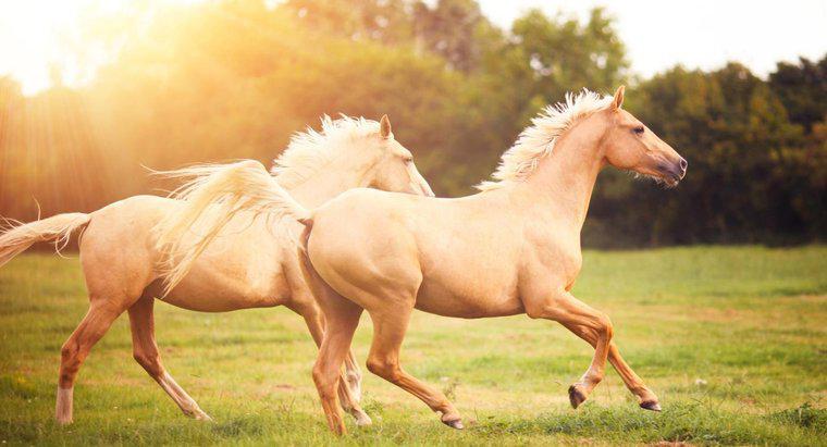 Wie nennt man die Angst vor Pferden - Felophobie, Hippophobie oder Equiphobie?