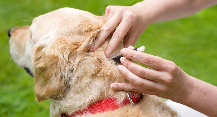 Was sind einige wirksame Behandlungen für Hunde, die mit Zecken befallen sind?