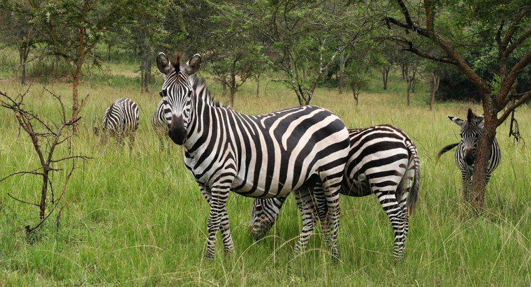 Sind Zebras vom Aussterben bedroht?