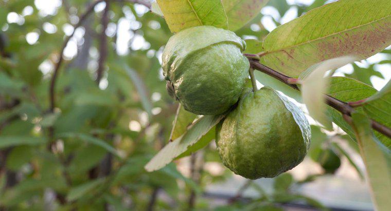 Was sind die Verwendungen von Guavenblättern?