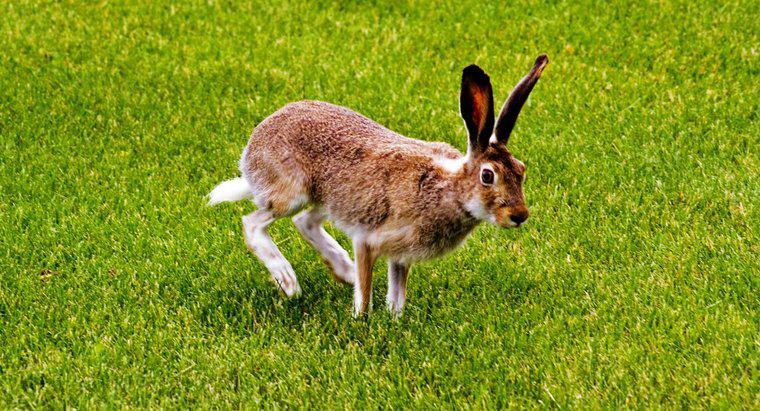Wie halte ich Kaninchen von meinem Rasen fern?