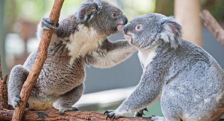 Wie paaren sich Koalas?
