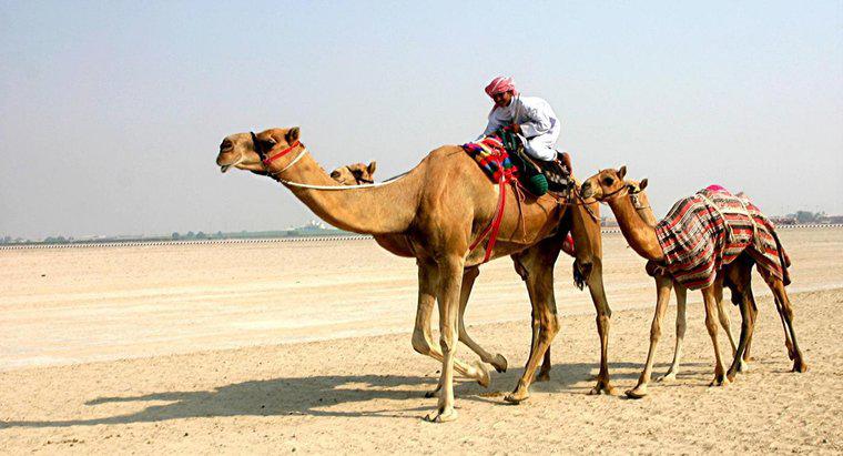 Wie überleben Kamele in der Wüste?