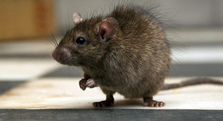 Was ist der beste Weg, um eine Ratte zu töten?