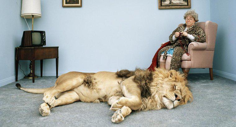 Wie eng ist eine Hauskatze mit einem Löwen verwandt?