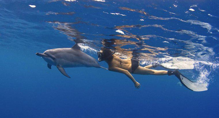 Wie bewegen sich Delfine?