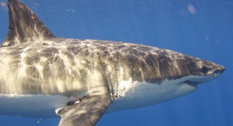 Wie lange lebt ein Weißer Hai?