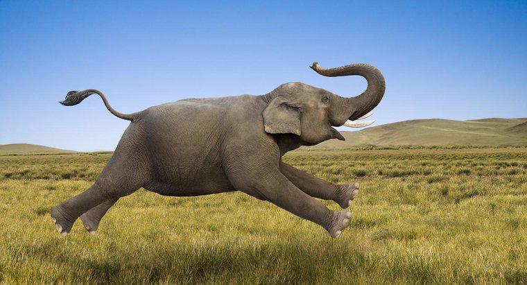 Wie schnell kann ein Elefant laufen?