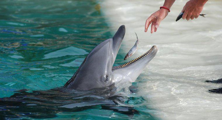 Welche Fischarten fressen Delfine?
