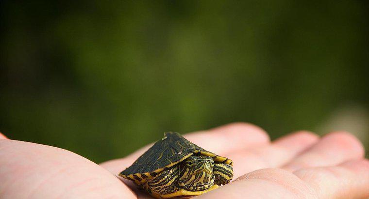 Was ist die kleinste Schildkrötenart?