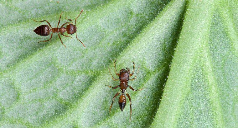 Tötet Maisstärke Ameisen?