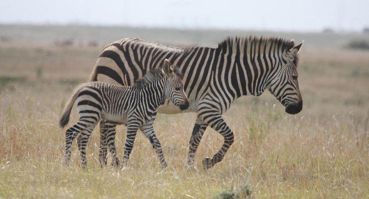 Wie verhalten sich Zebras?