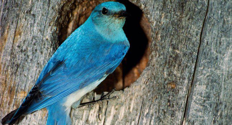Was symbolisiert ein Bluebird?