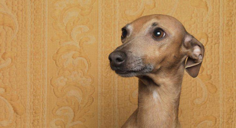 Warum legen Hunde ihre Ohren zurück?