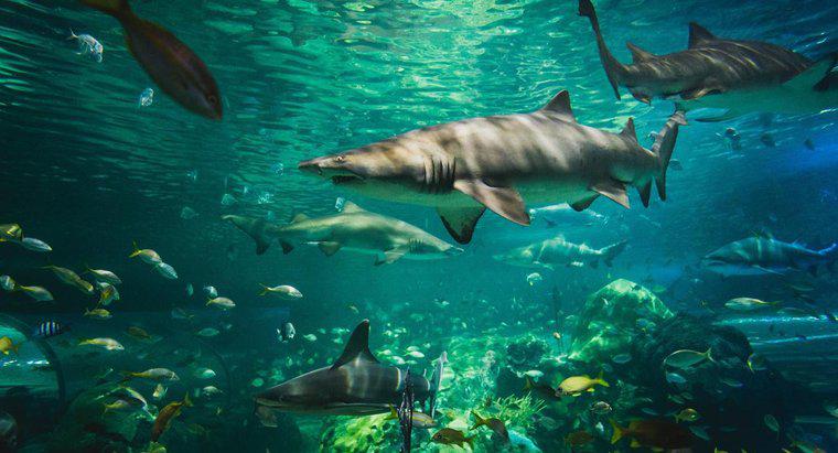 Wie passen sich Haie an ihre Umgebung an?