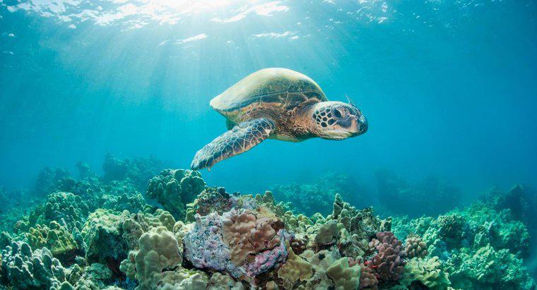Was ist die Lebensdauer einer Meeresschildkröte?