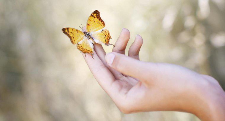 Was bedeutet eine Schmetterlingslandung bei Ihnen?